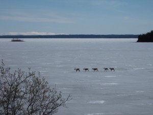 Caribou crossing lake