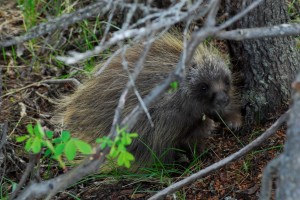 Visiting porcupine
